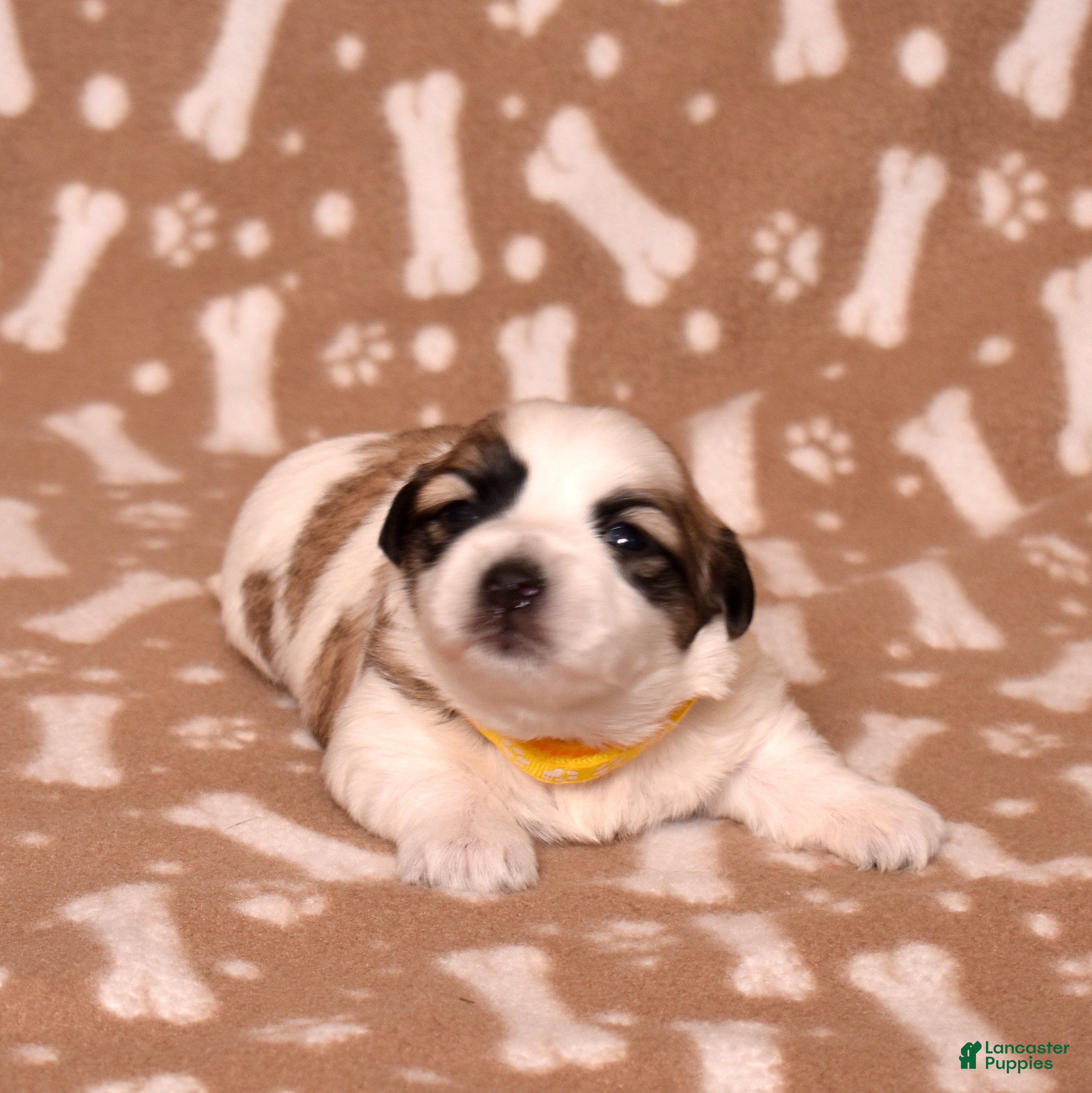 Coton De Tulear dogs Honey - Ad 1