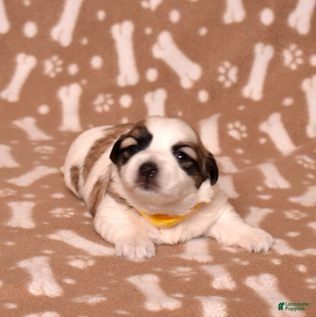 Coton De Tulear dogs for sale: Honey - Ad 1