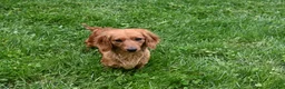 Miniature Dachshund dogs for sale: AKC Remmi - Ad 8