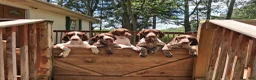 German Shorthaired Pointer dogs for sale: German Shorthaired Pointer 3 - Ad 3
