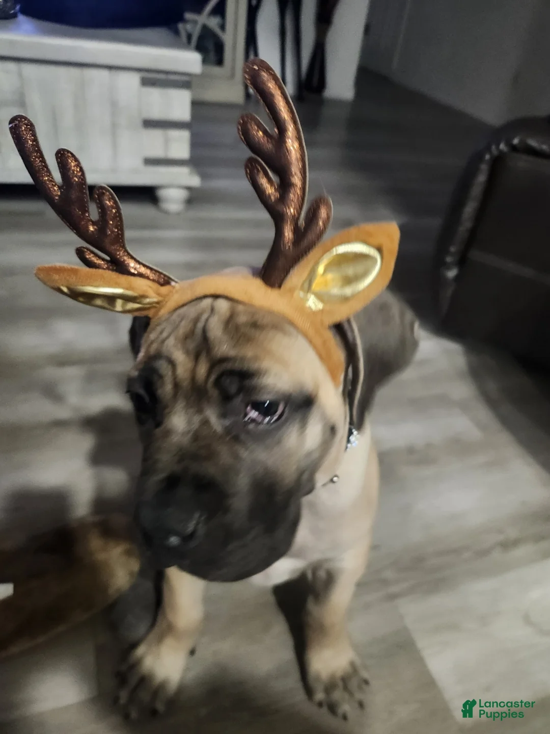 South African Boerboels dogs for sale: South African Boerboels Puppy 1 - Ad 2