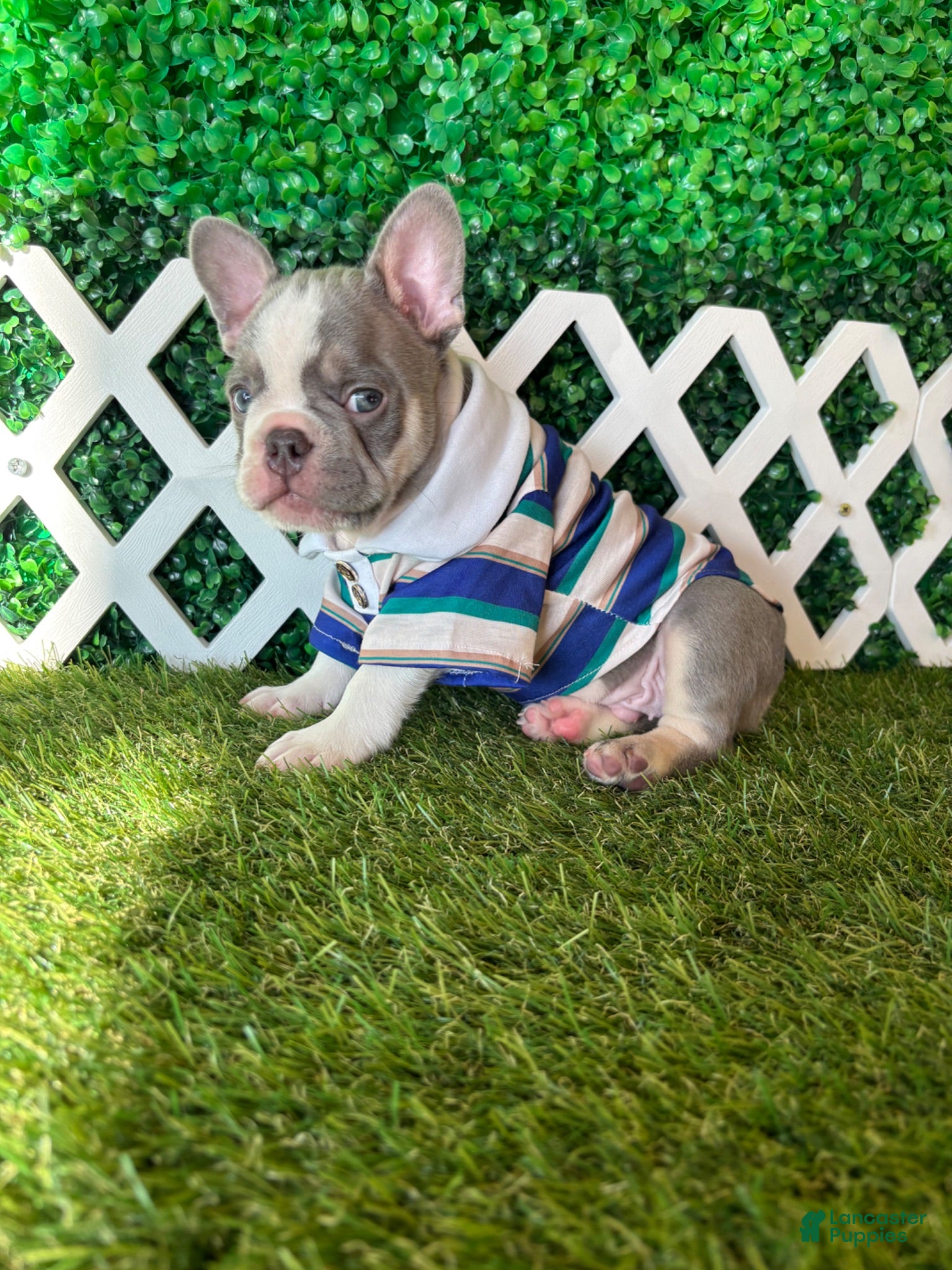 French Bulldog dogs French Bulldog 1 - Ad 2