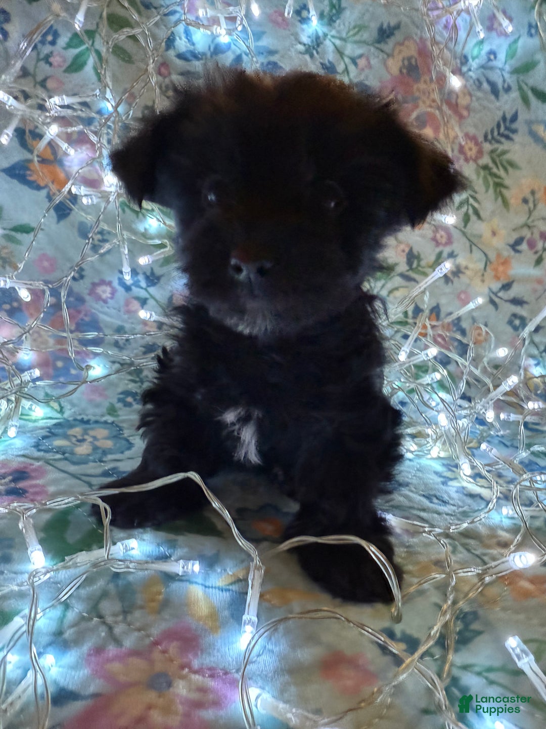 Yorkshire Terrier dogs for sale: Pudding - Ad 3