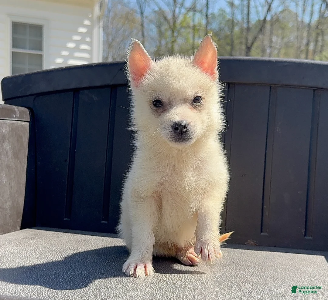 Siberian Husky dogs for sale: Fiona - Ad 2