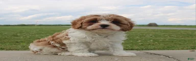 Bella
