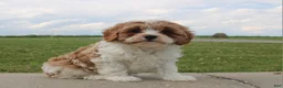 Cavapoo dogs for sale: Bella - Ad 1