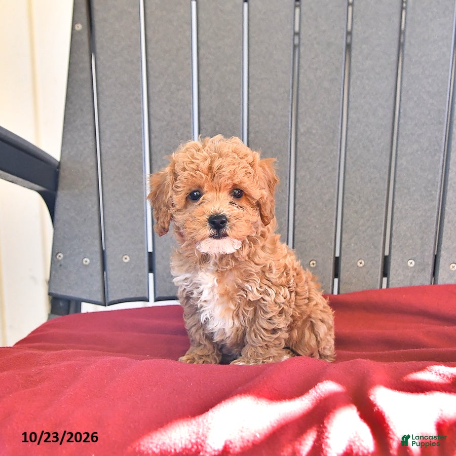 Miniature Poodle dogs for sale: Angel - Ad 2