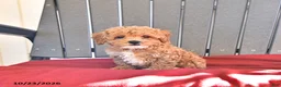 Miniature Poodle dogs for sale: Angel - Ad 2
