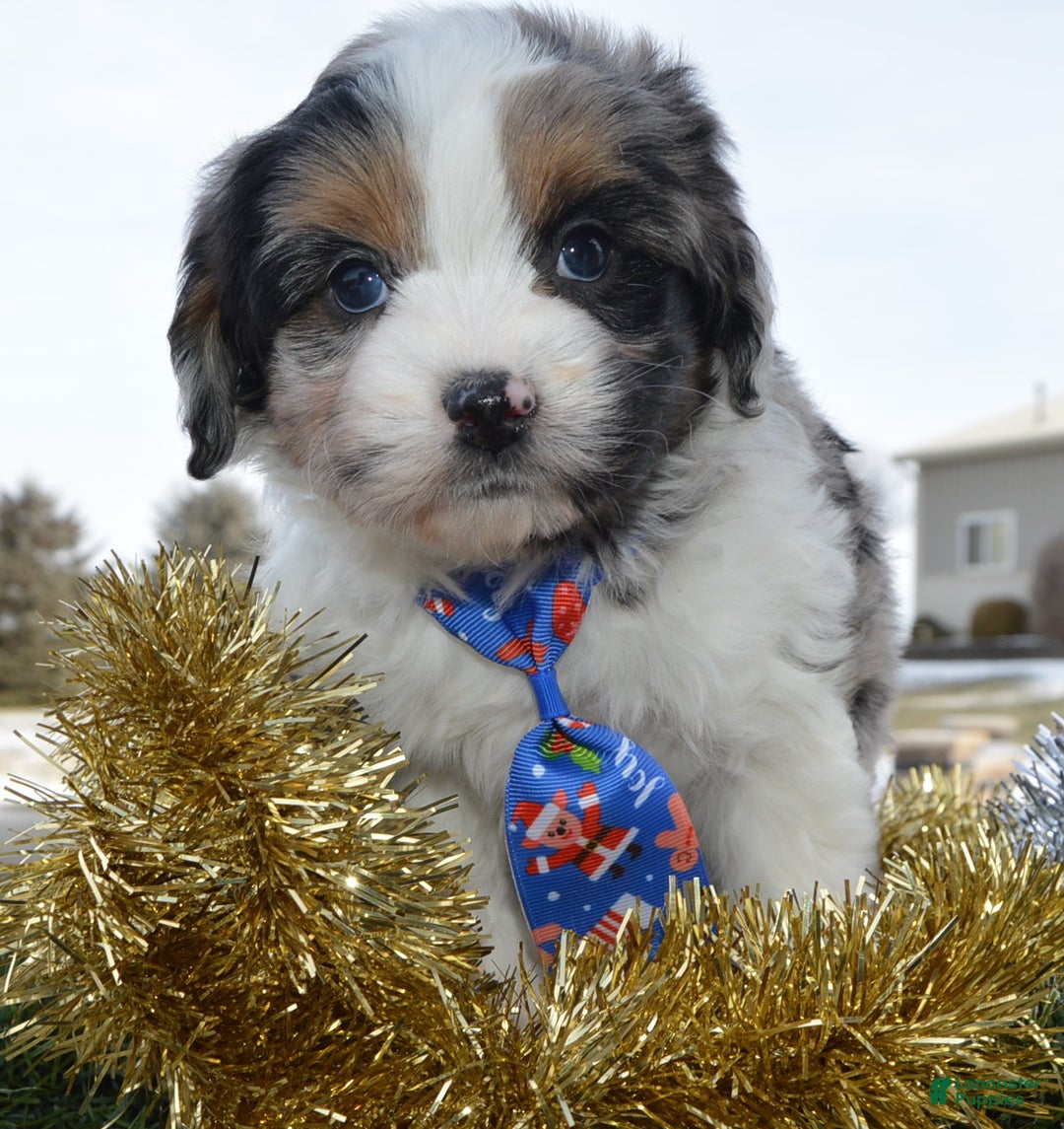 Mini Aussiedoodle dogs for sale: Toy Ace - Ad 10