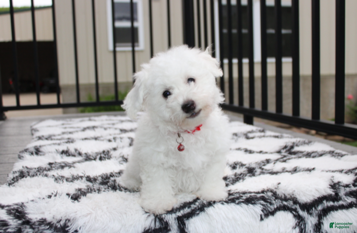 Bichon Frise dogs Karter  - Ad 1