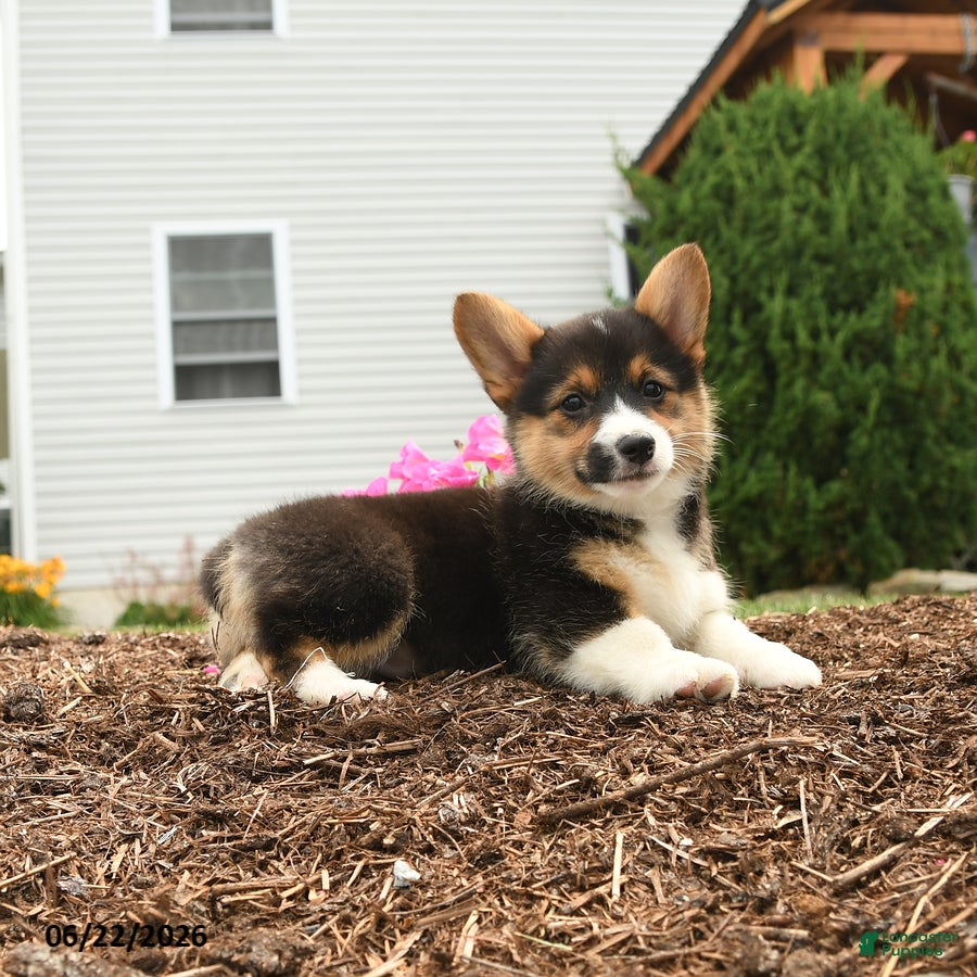 Welsh Corgi Pembroke dogs Precious - Ad 2