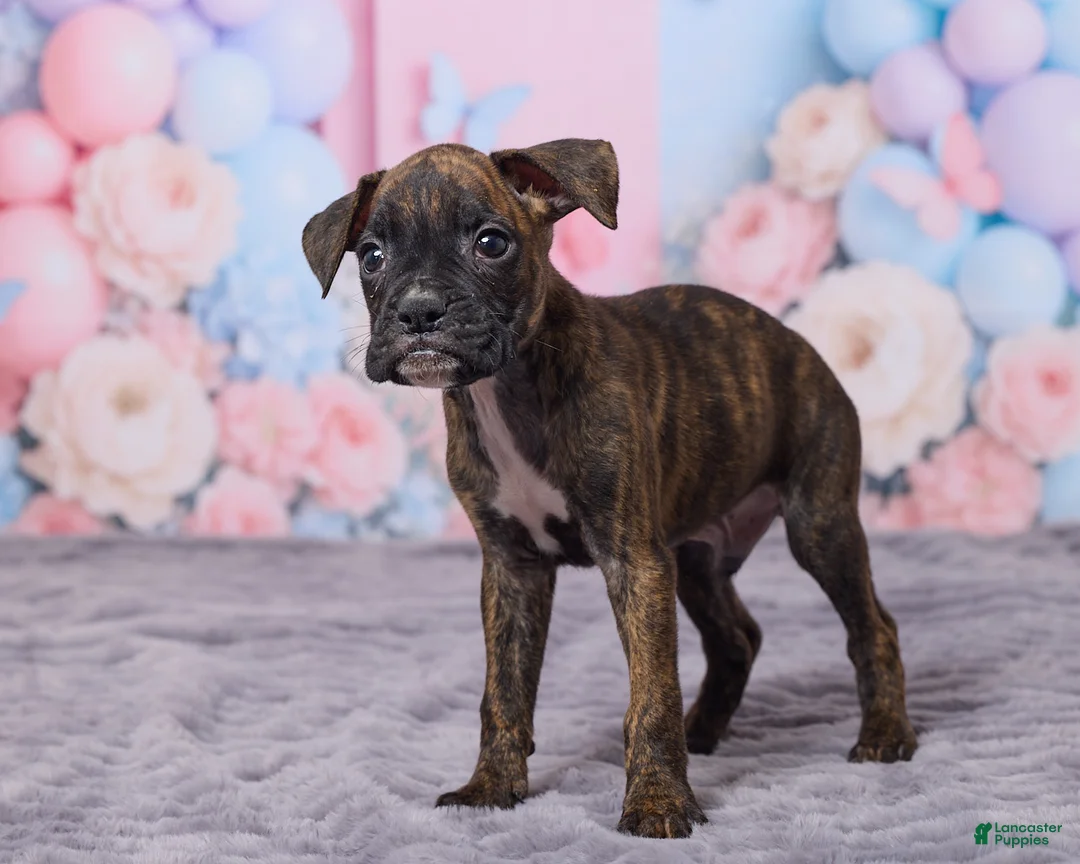 Boxer dogs for sale: Max - Ad 5