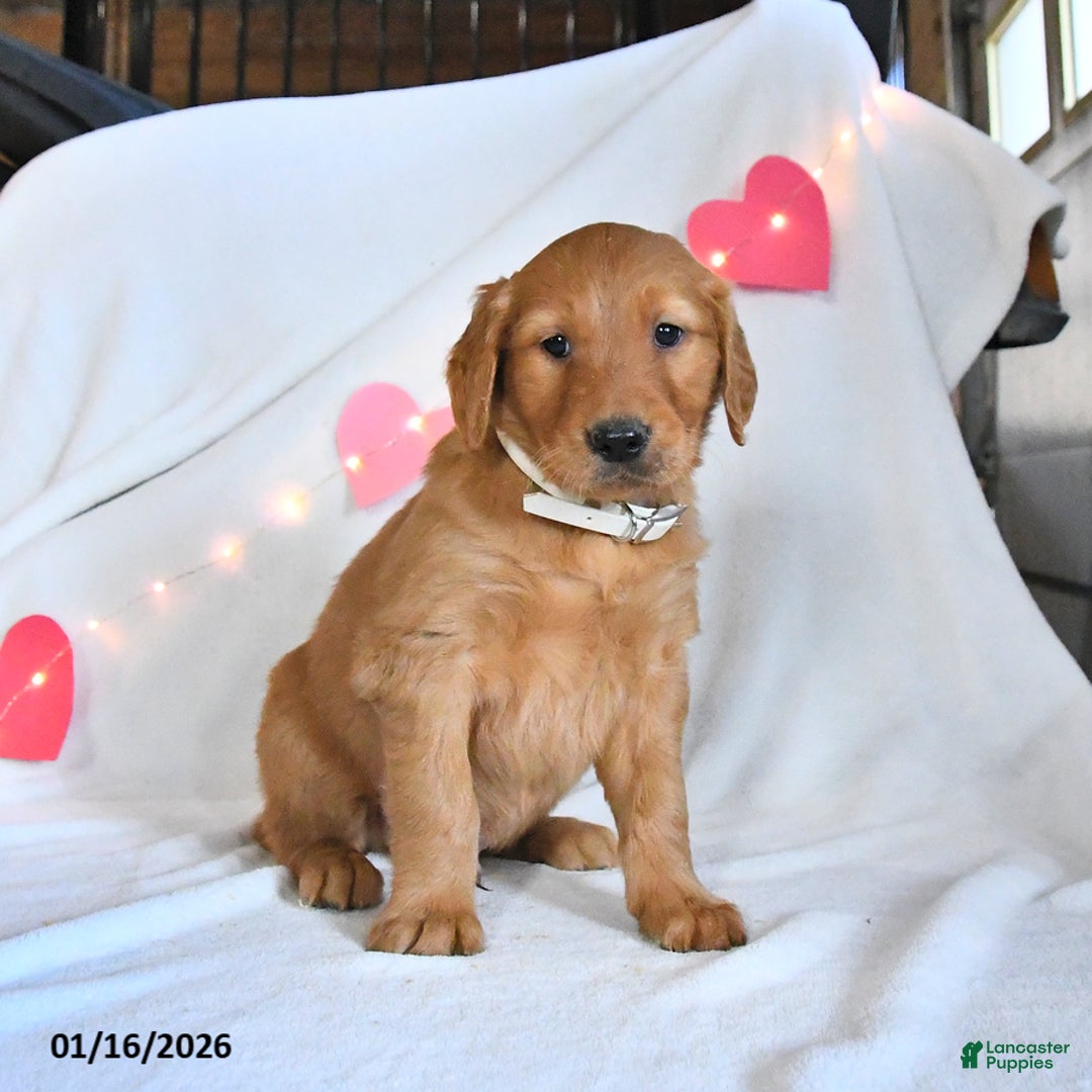 Golden Retriever dogs for sale: Moose - Ad 4
