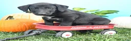 Mixed Breed dogs for sale: Rover - Ad 3