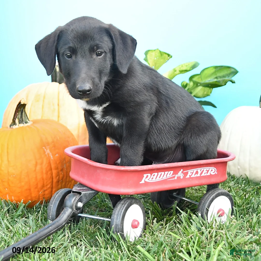Mixed Breed dogs for sale: Rover - Ad 3