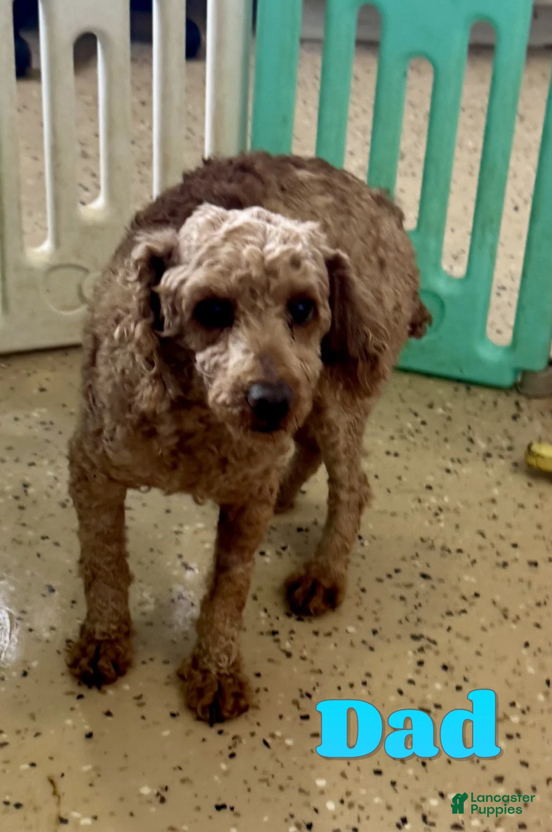 Miniature Poodle dogs for sale: Fifi - Ad 8