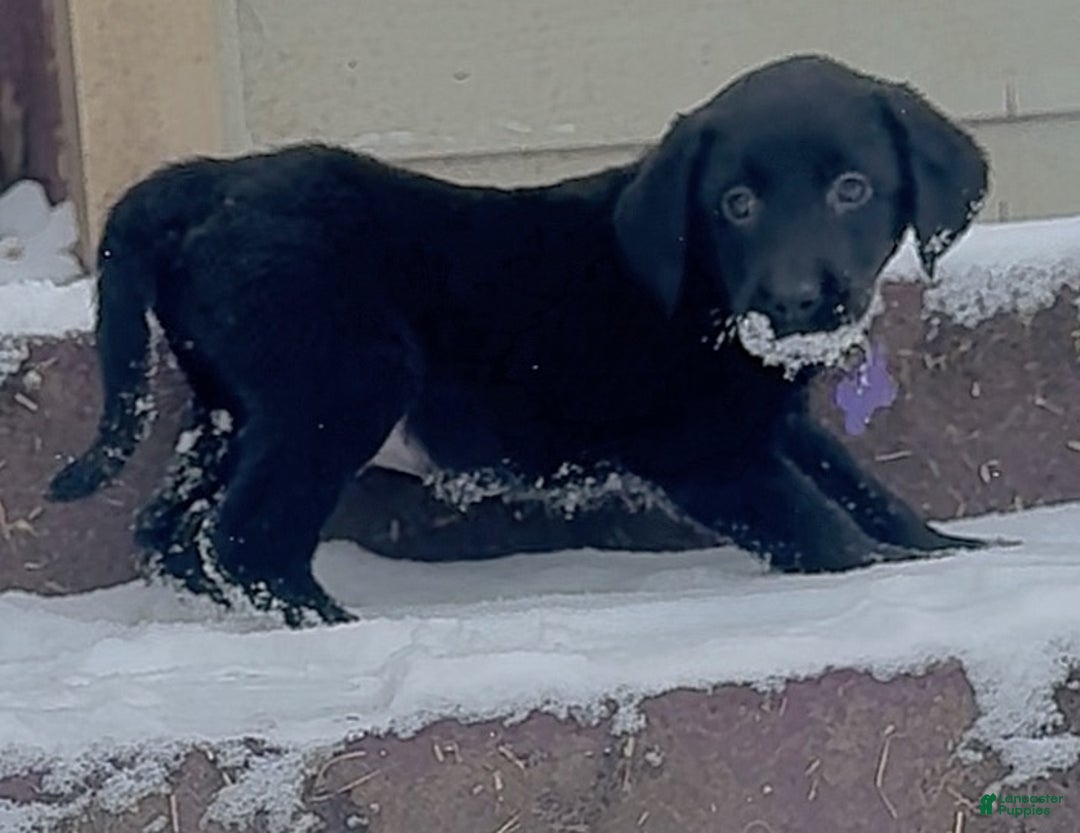 Labrador Retriever dogs for sale: Labrador Retriever Puppy 1 - Ad 11