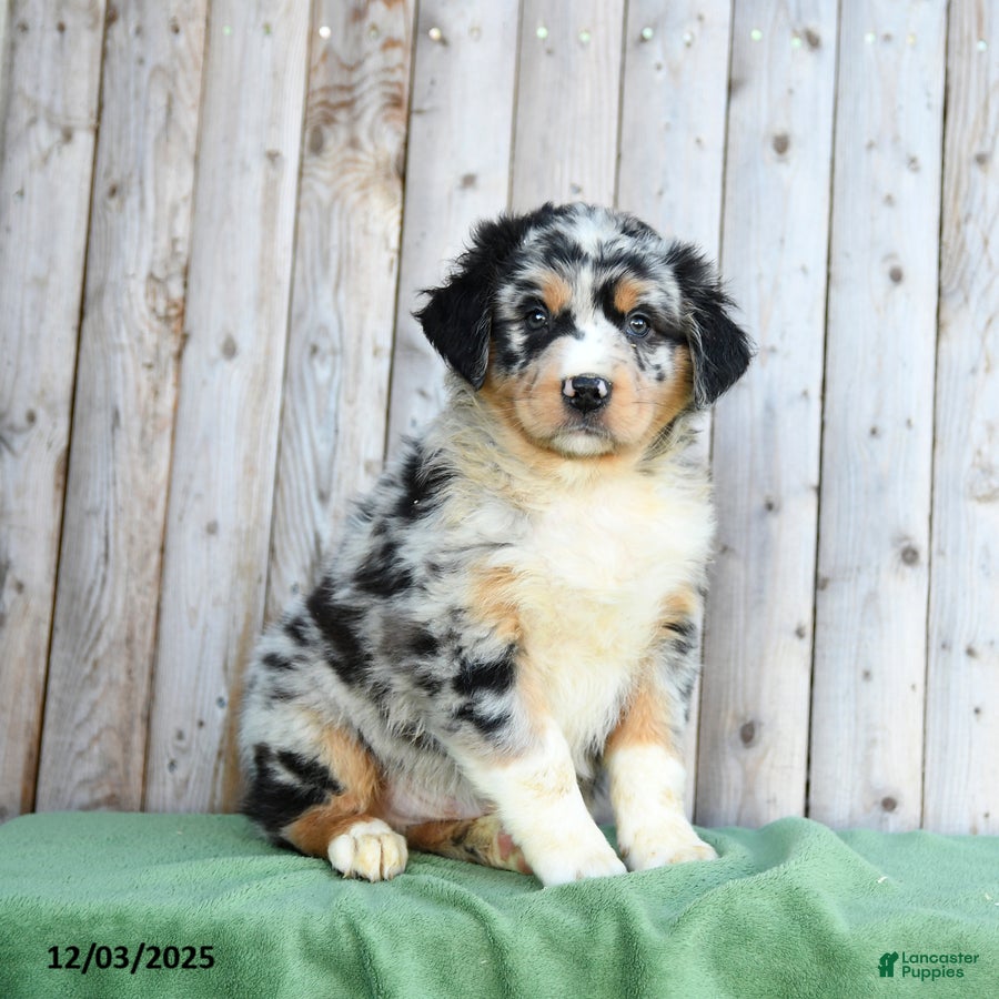 Australian Shepherd dogs Dwyln - Ad 2