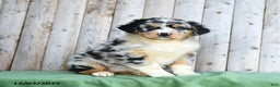 Australian Shepherd dogs for sale: Dwyln - Ad 1