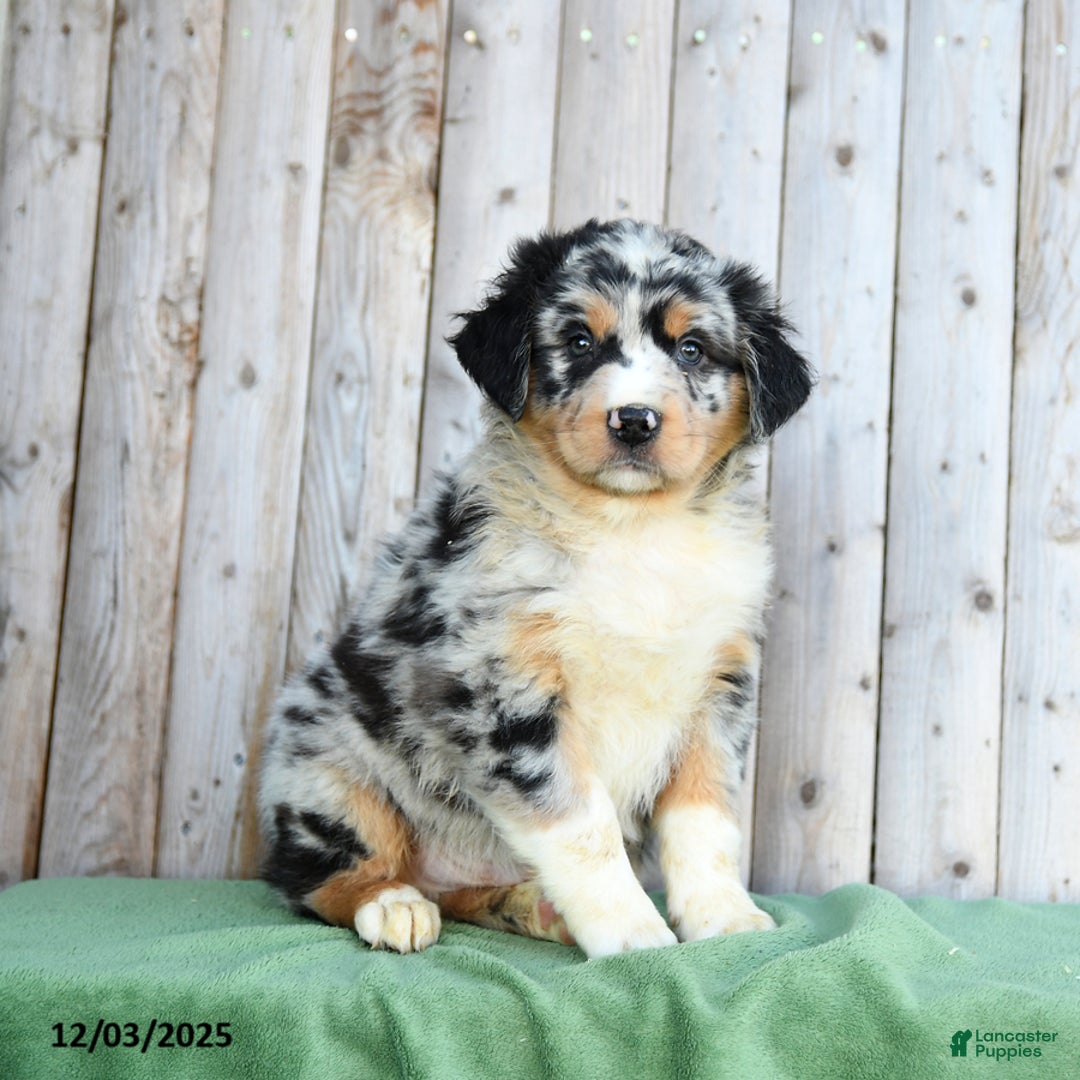 Australian Shepherd dogs for sale: Dwyln - Ad 1