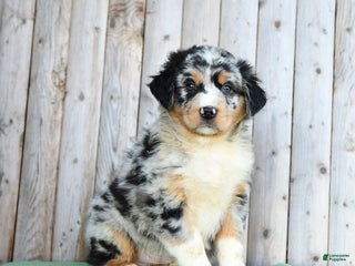 Australian Shepherd dogs Dwyln - Ad 3