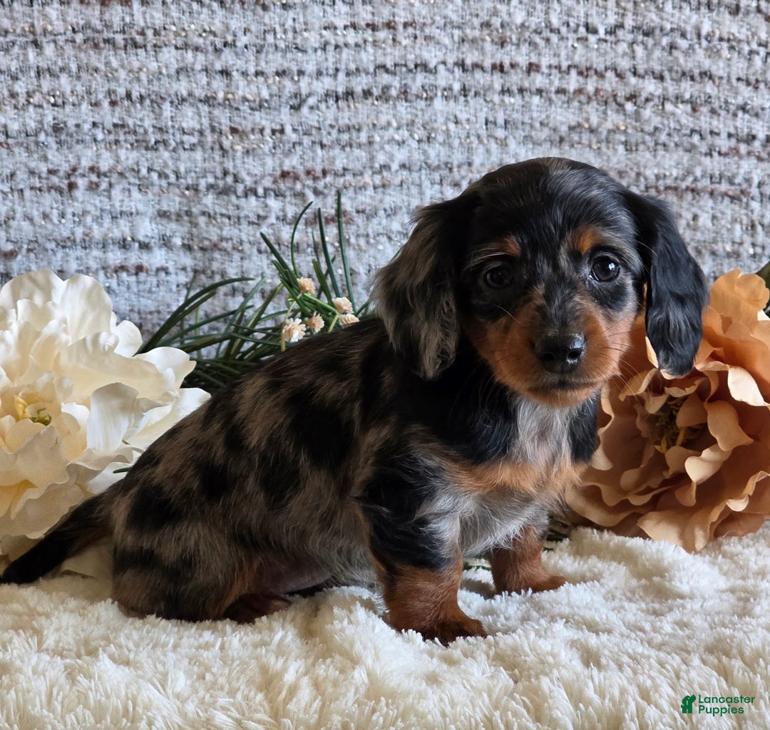 Miniature Dachshund dogs for sale: Sheryl - Ad 7