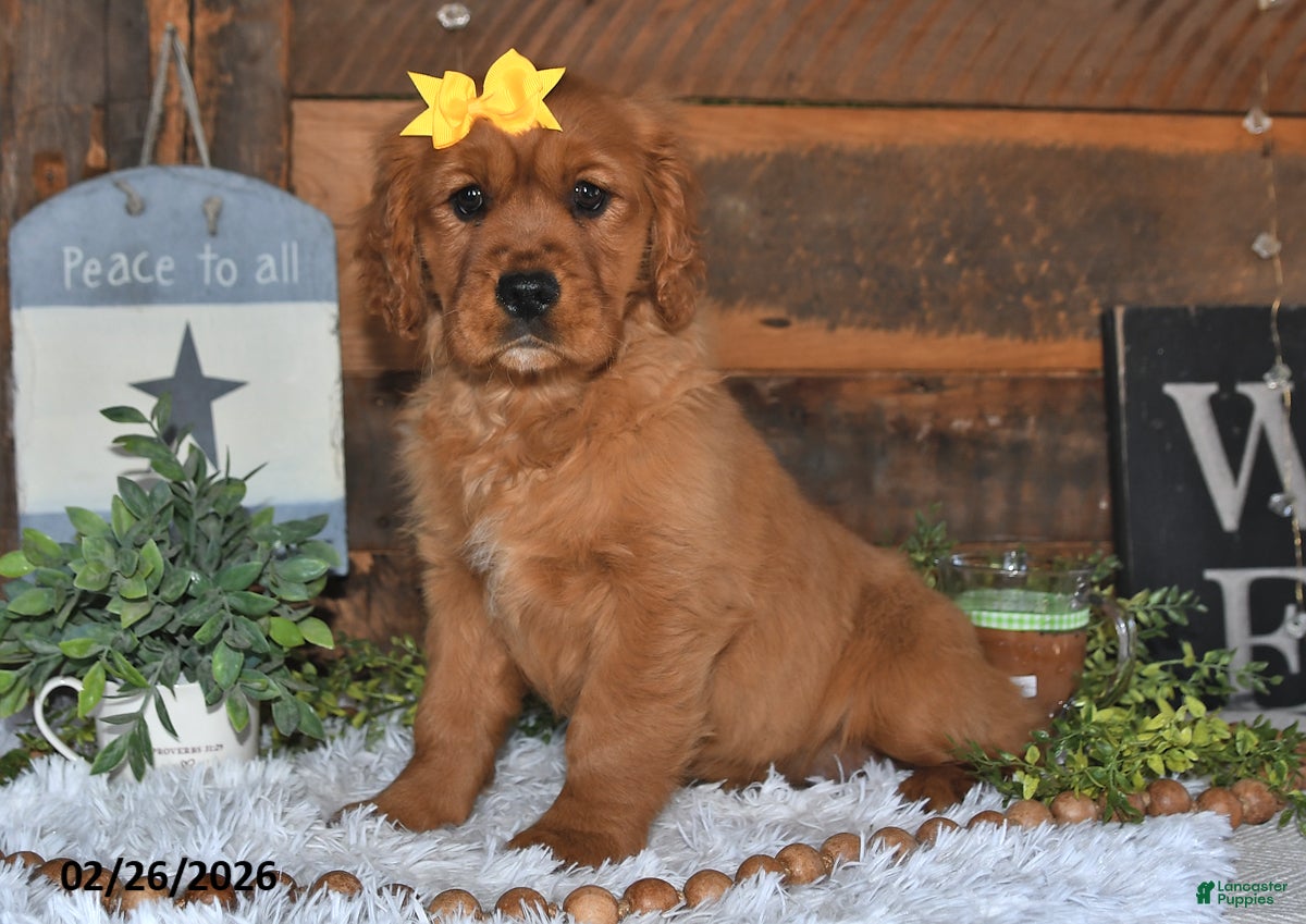 Miniature Golden Retriever dogs Fern - Ad 1