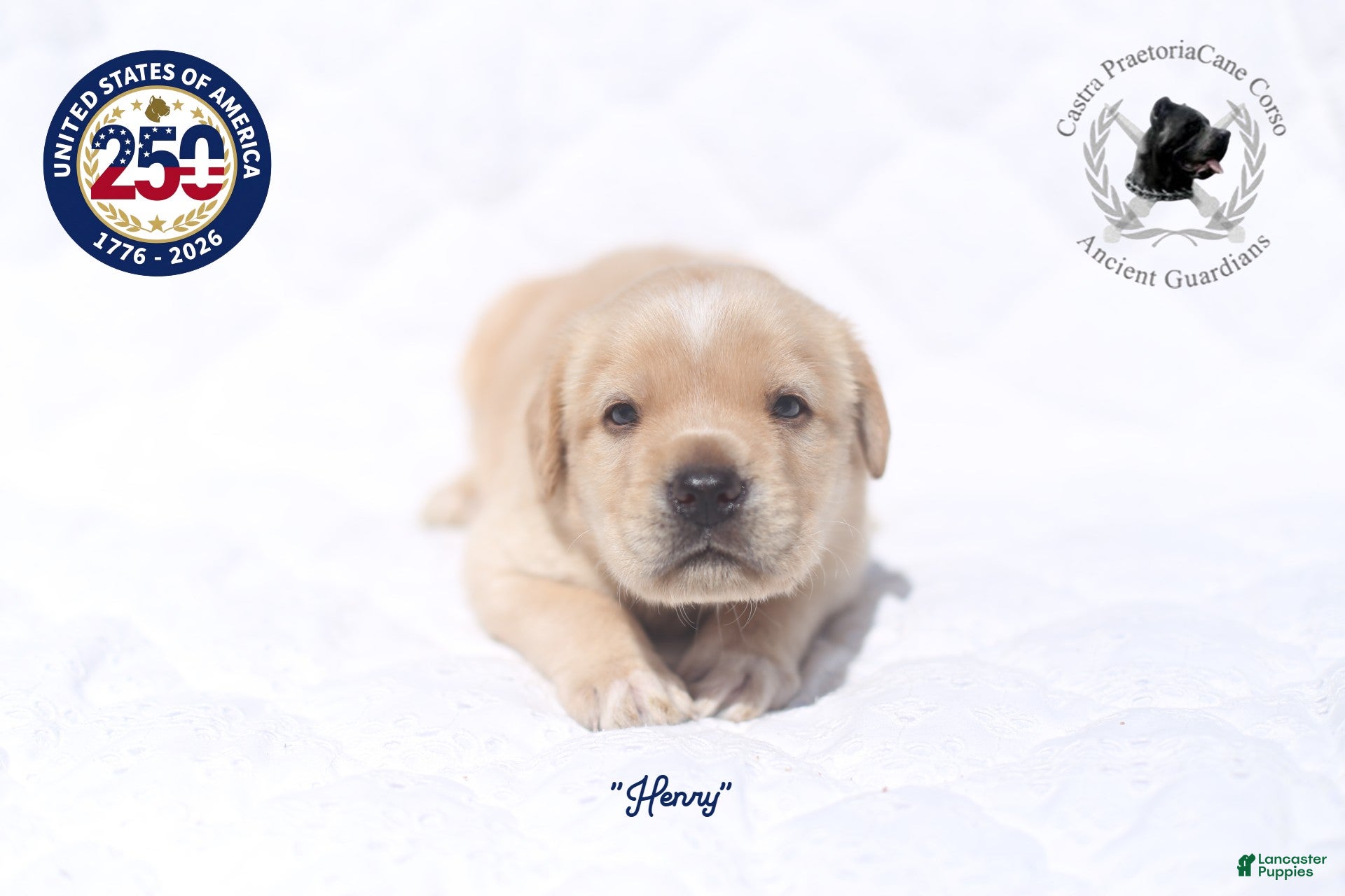 Cane Corso dogs "Henry" - Ad 19