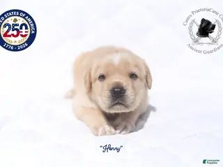 Cane Corso dogs "Henry" - Ad 1