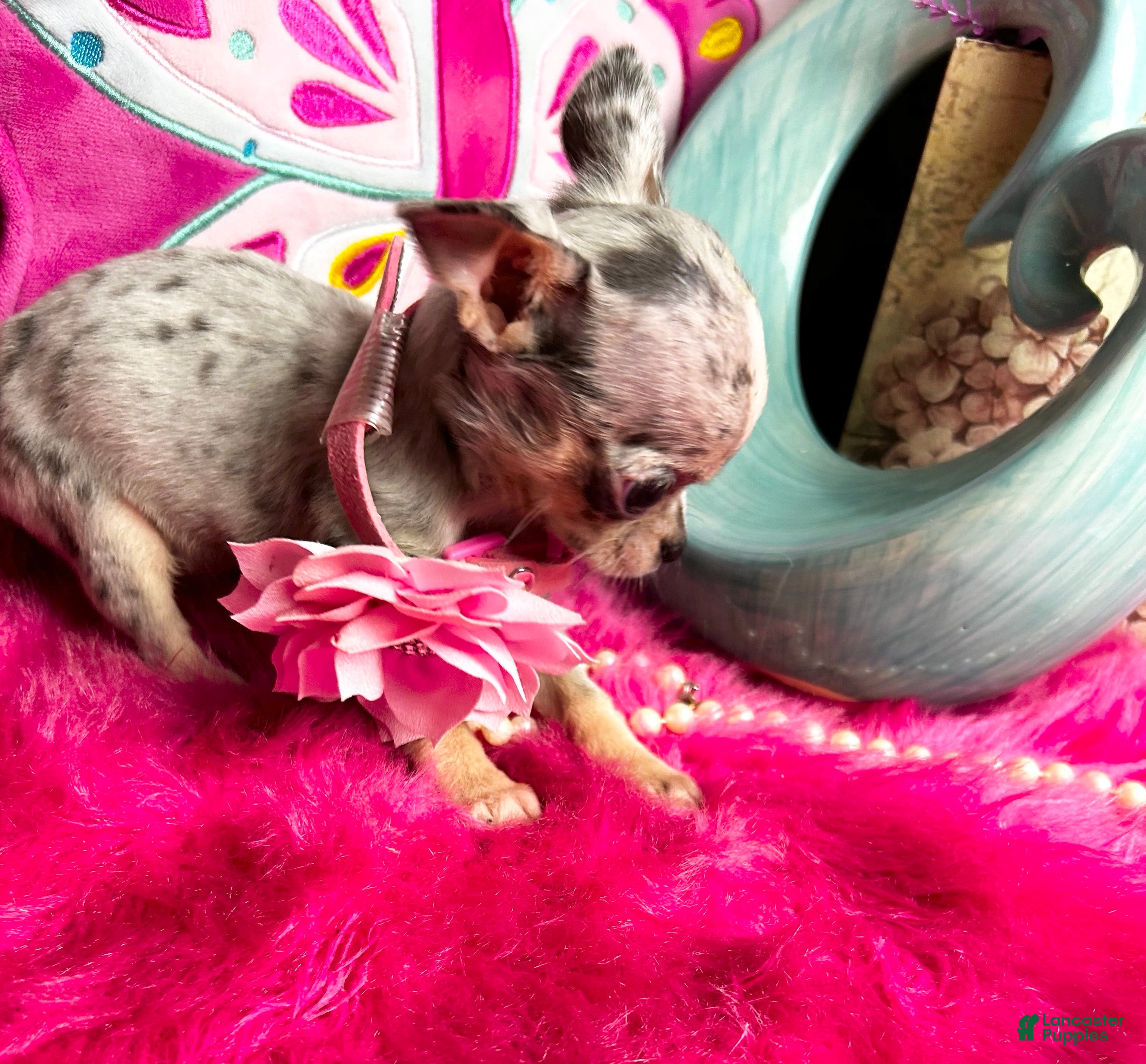 Chihuahua dogs Tiny BLUE MISTY ROSE   - Ad 1