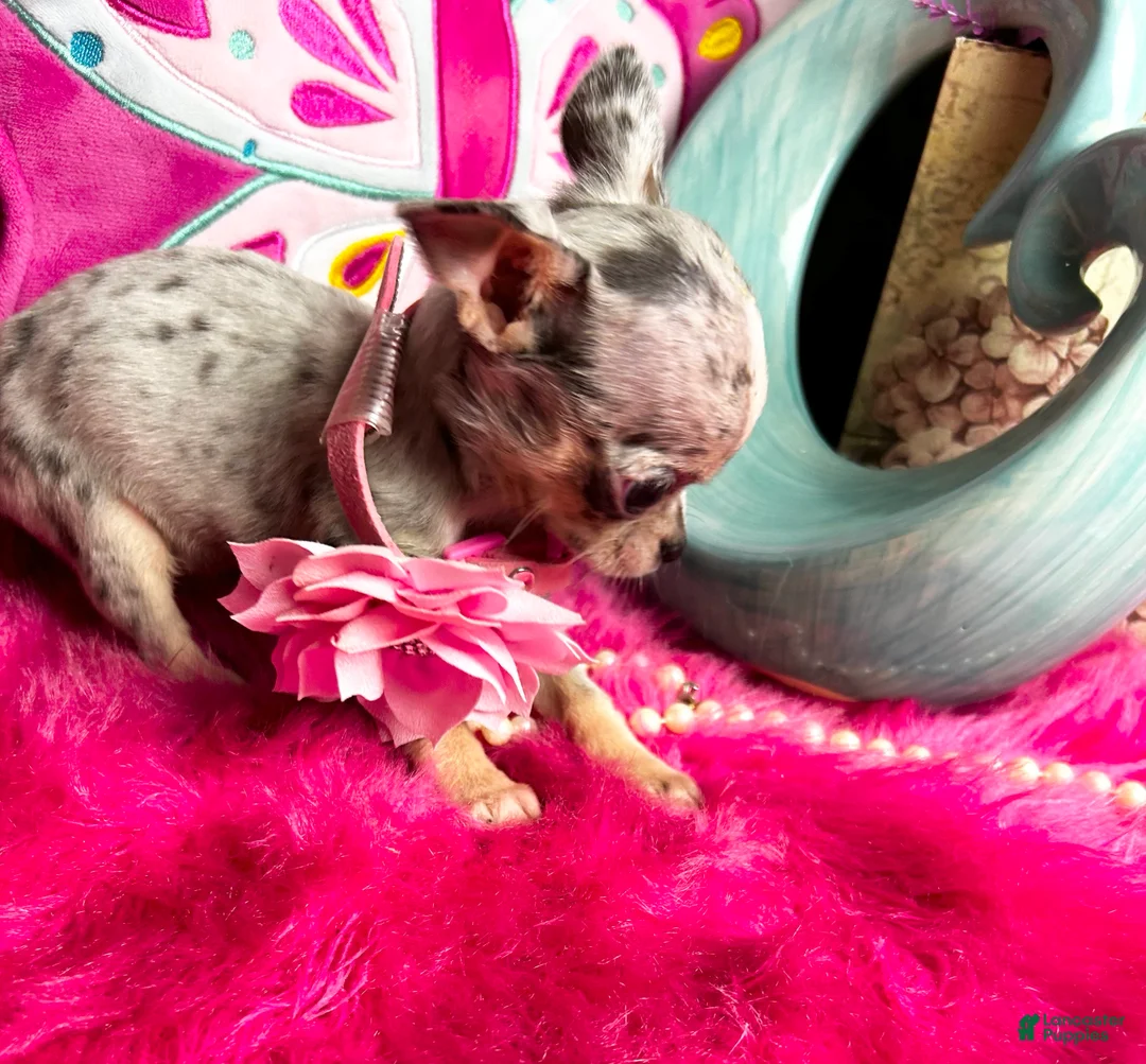 Chihuahua dogs for sale: Debs Chihuahuas California  - Ad 1