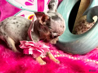 Chihuahua dogs for sale: Debs Chihuahuas California - Ad 2