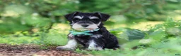 Miniature Schnauzer dogs for sale: Jack - Ad 7
