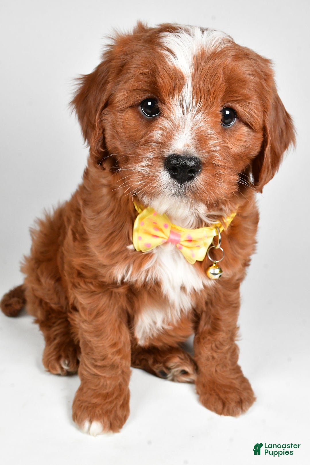 Cavapoo dogs for sale: Leo - Ad 10