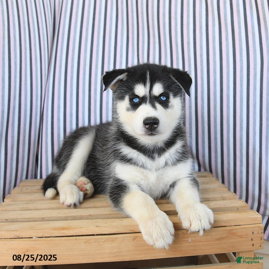 Joy for sale in Peach Bottom | Lancaster Puppies