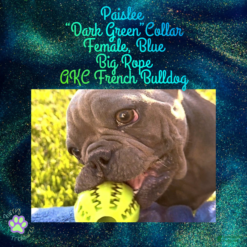 French Bulldog dogs Paislee “Dark Green”Collar, Female  - Ad 40