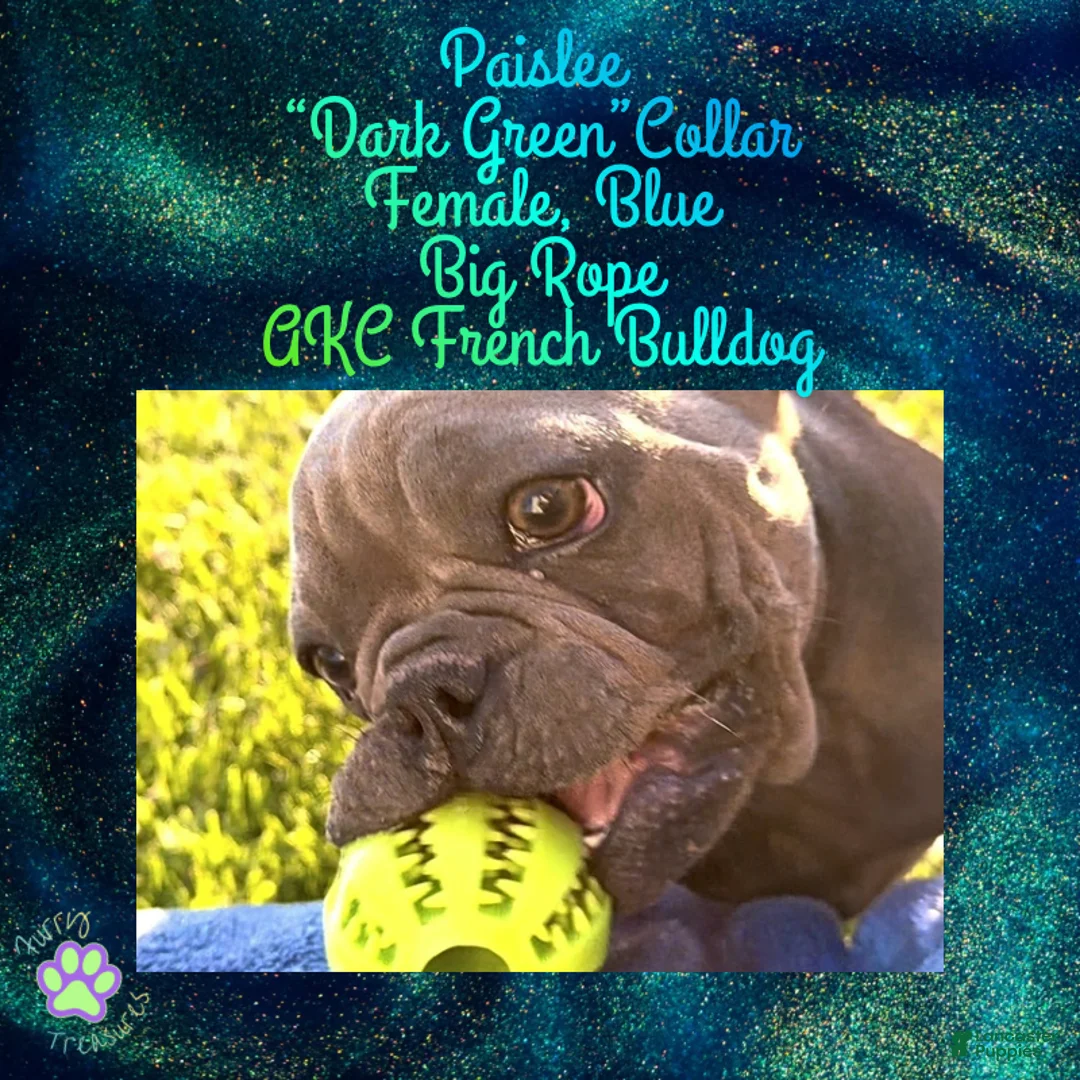 French Bulldog dogs for sale: Paislee “Dark Green”Collar, Female  - Ad 1
