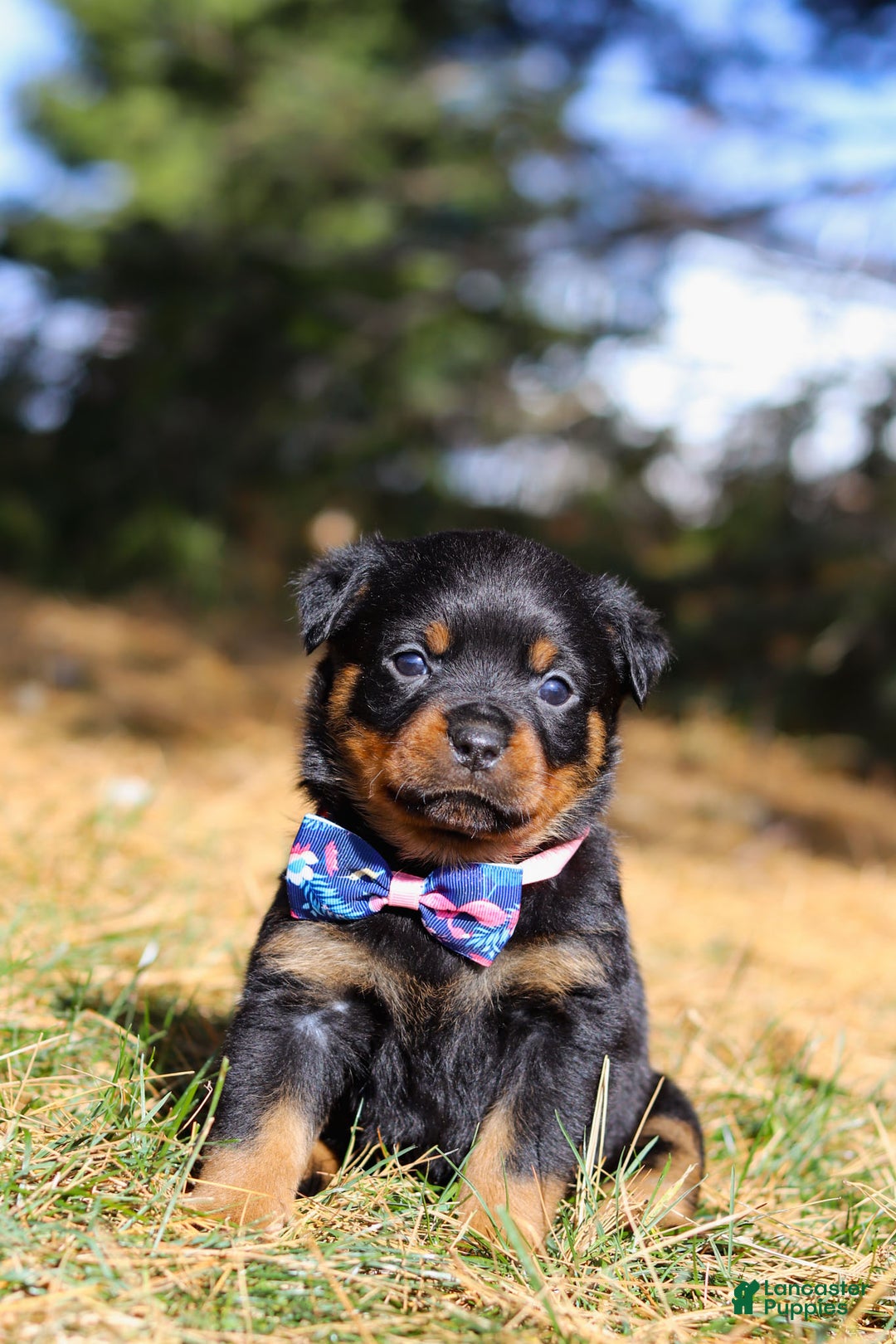 Rottweiler dogs for sale: Zara - Ad 2