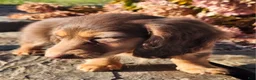Miniature Dachshund dogs for sale: Dolly - Ad 6