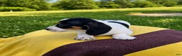 Dachshund dogs for sale: Dylan - Ad 3