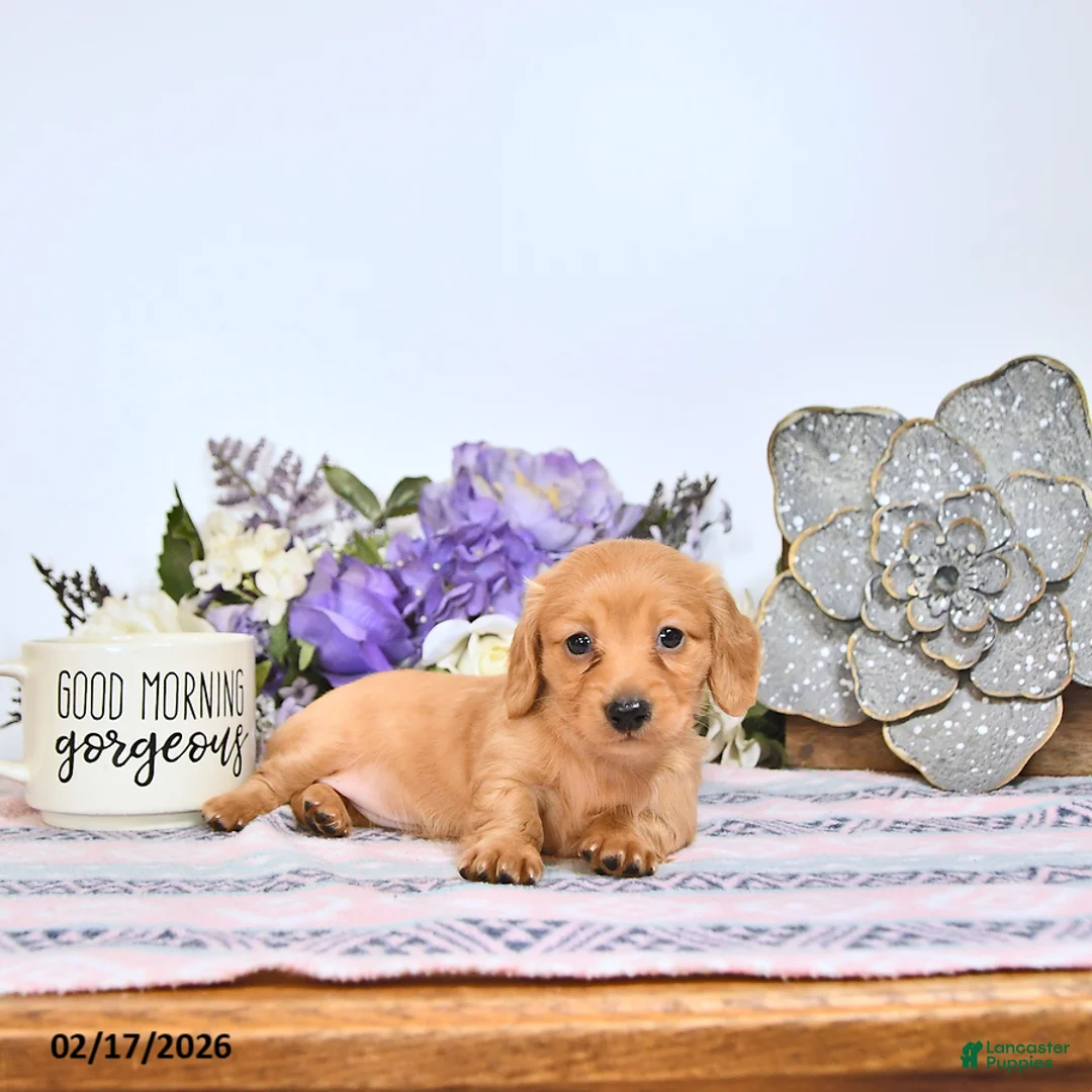 Miniature Dachshund dogs for sale: Cookie - Ad 4