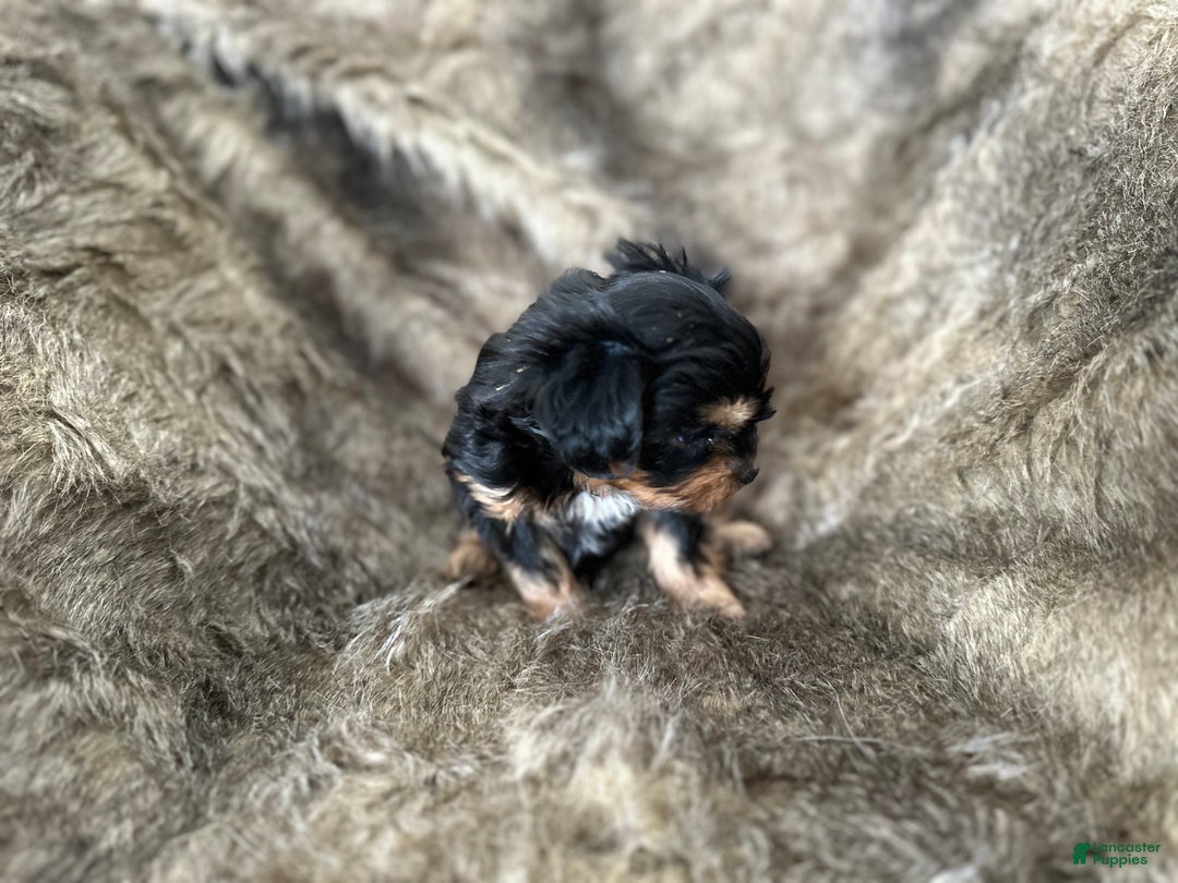 Shorkie dogs for sale: Adalyn - Ad 10