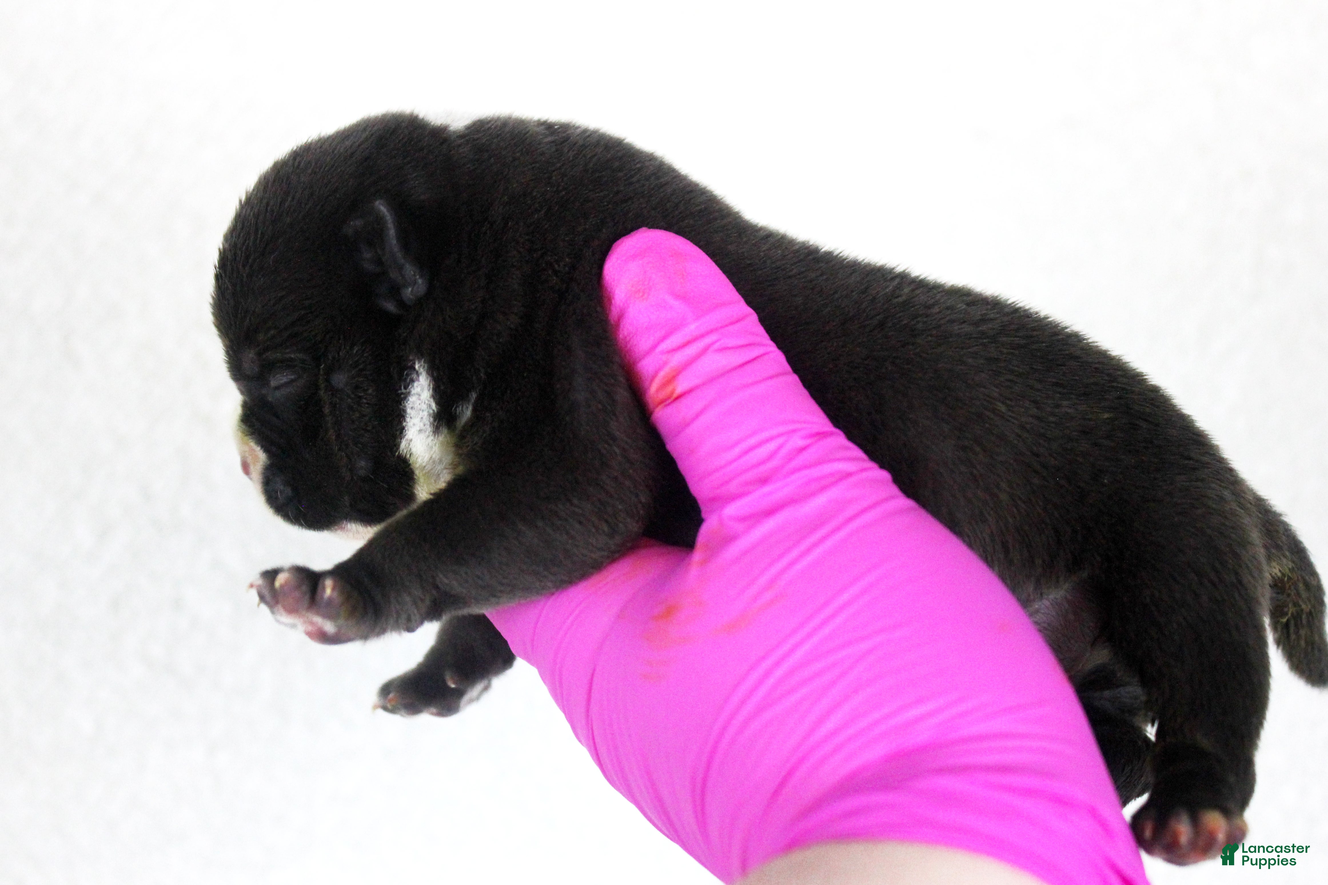American Bully dogs Black Male - Ad 2