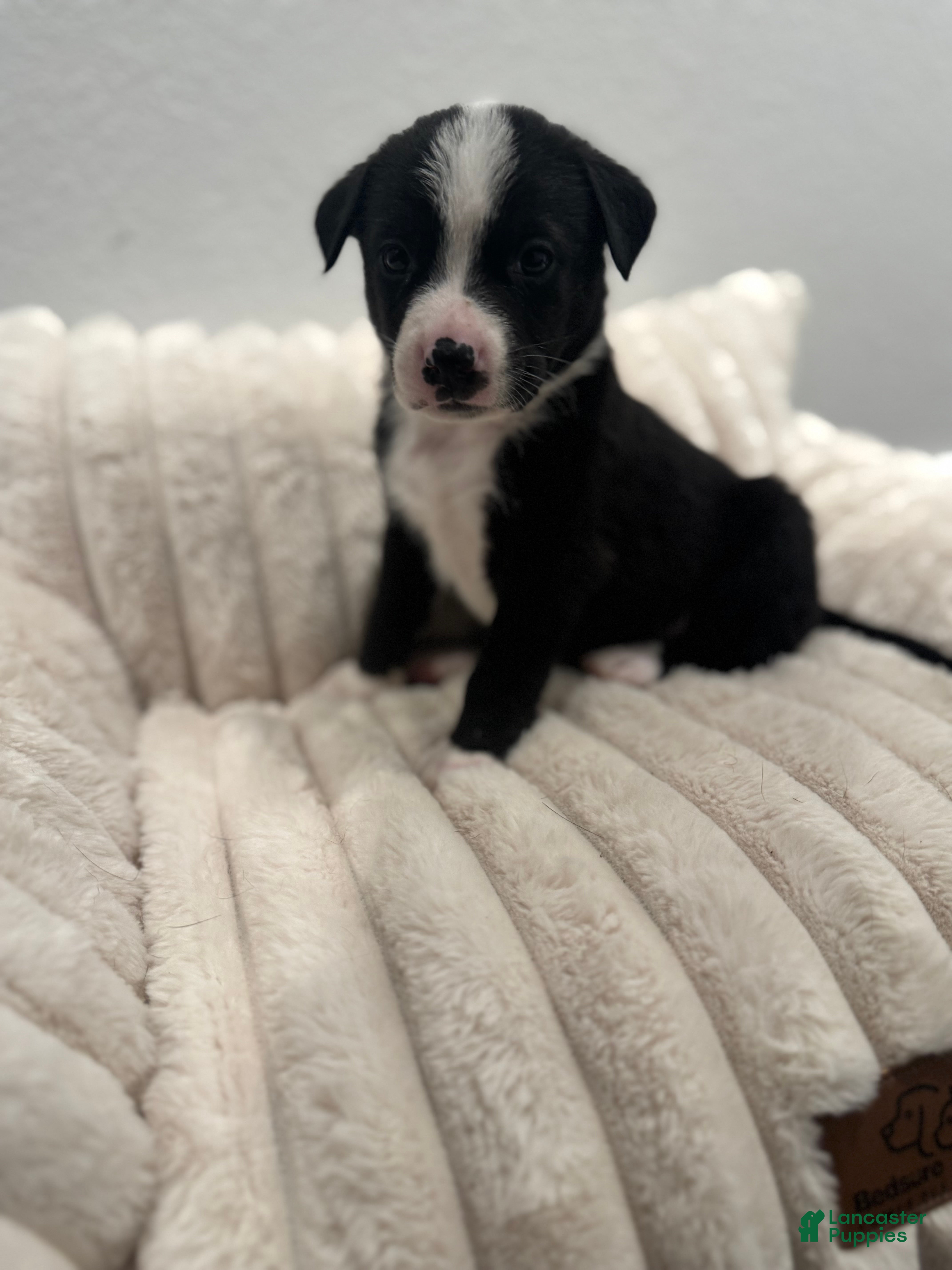 Mixed Breed dogs Reyne  - Ad 17