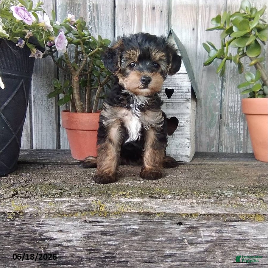 Yorkiepoo dogs Lily - Ad 2