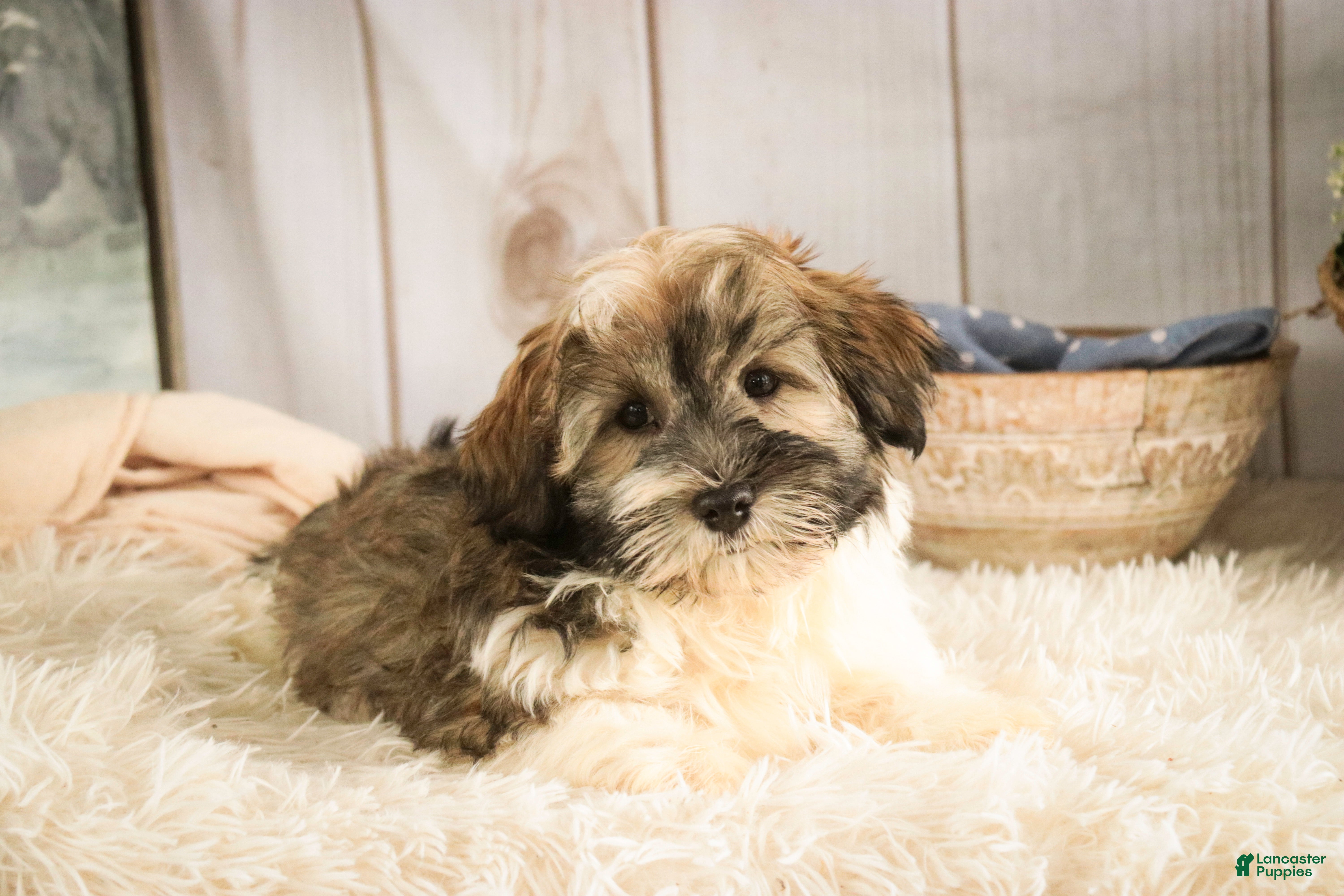 Havanese dogs  Snickerdoodle - Ad 18