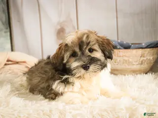 Havanese dogs Snickerdoodle - Ad 18