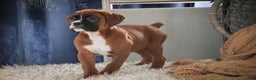 Boxer dogs for sale: Tracy - Ad 6