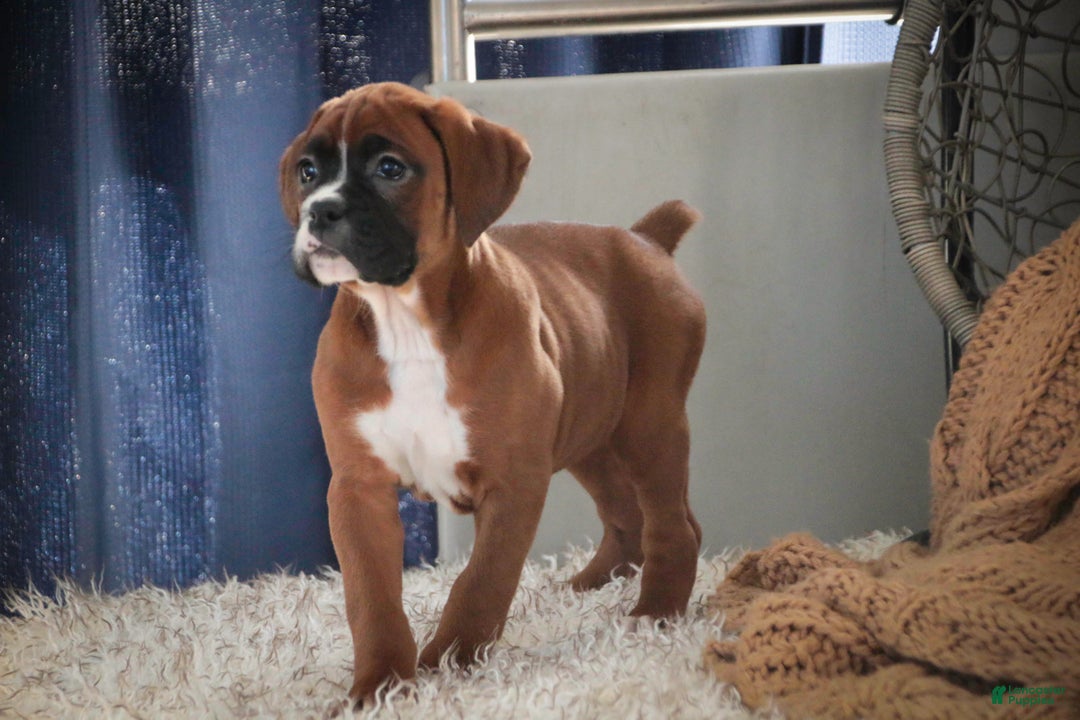 Boxer dogs for sale: Tracy - Ad 6