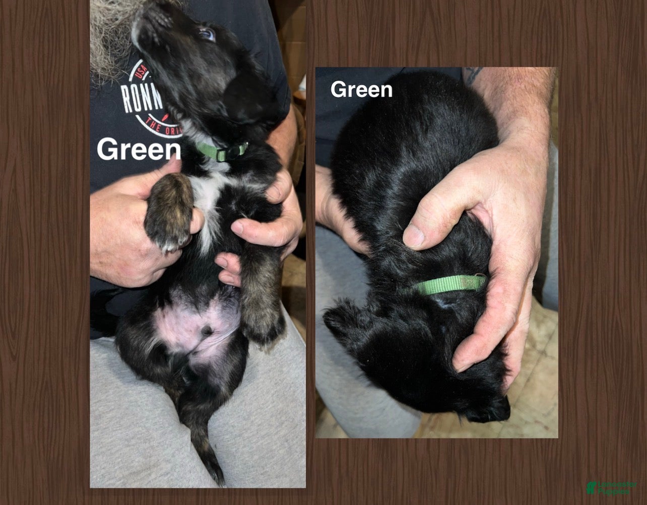 Mixed Breed dogs Green Collar Puppy - Ad 35